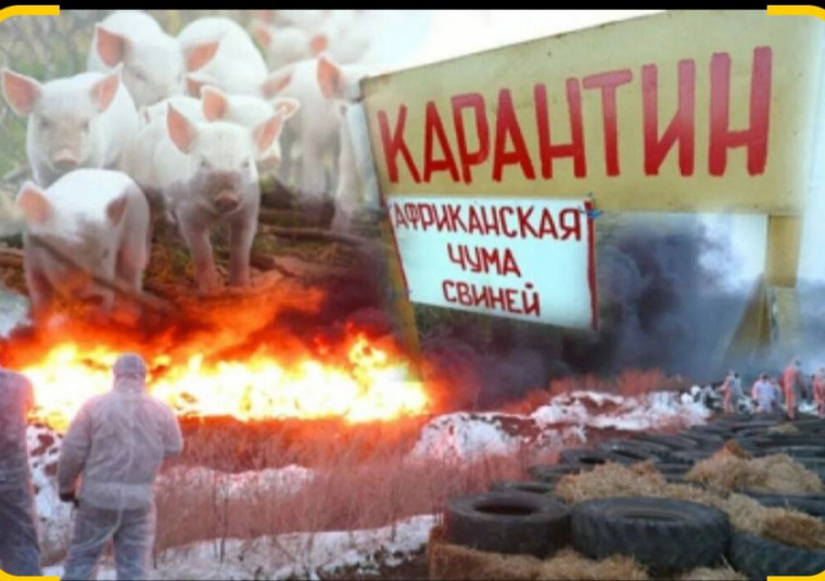 ВНИМАНИЕ!Африканская чума свиней (АЧС)!. ВНИМАНИЕ!Африканская чума свиней (АЧС)!.